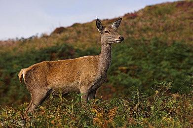 微软正开发Xbox版的DLSS技术 高分辨率高帧数